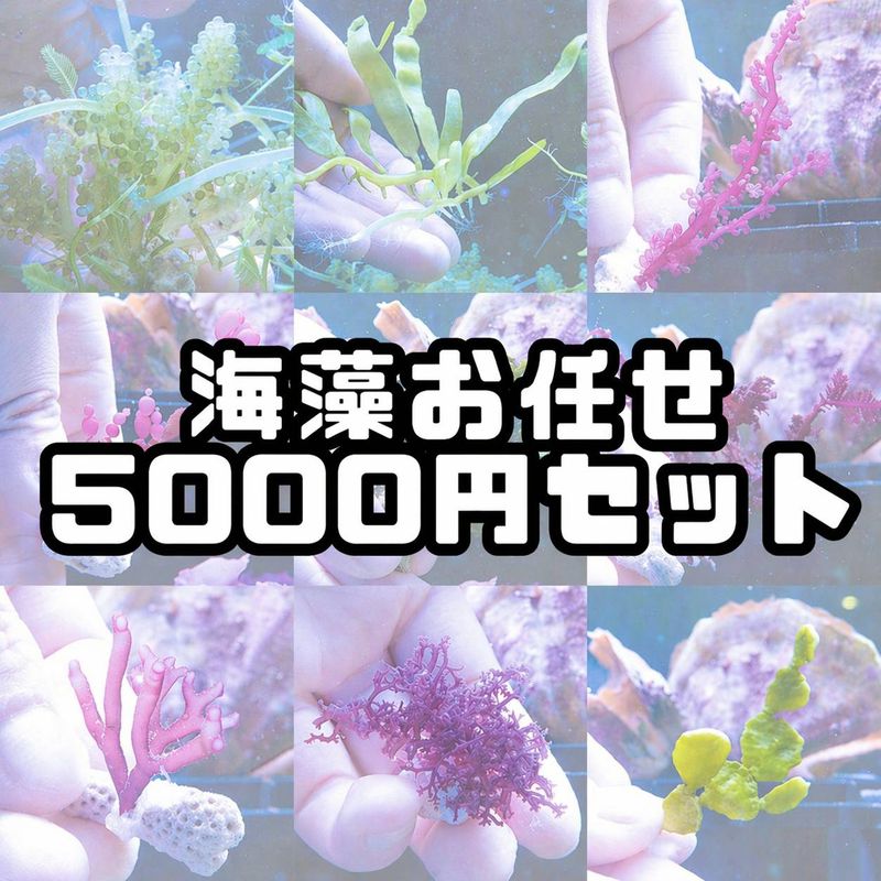 【決算特価】海藻お任せ5000円セット