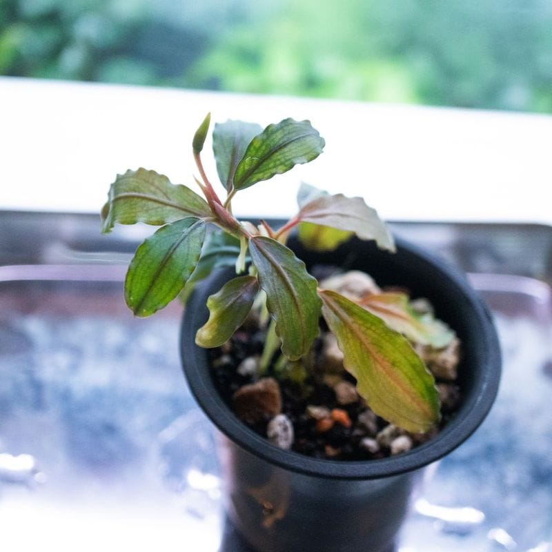 水草,ブセファランドラ | Aquarium TALLMAN