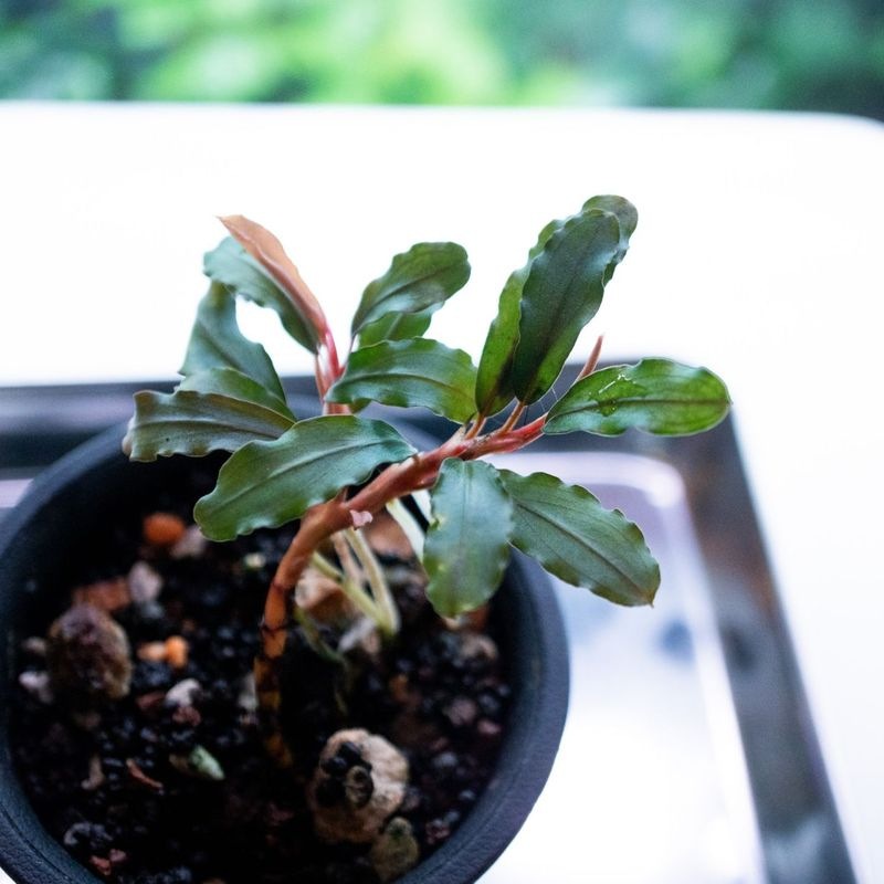 水草 | Aquarium TALLMAN