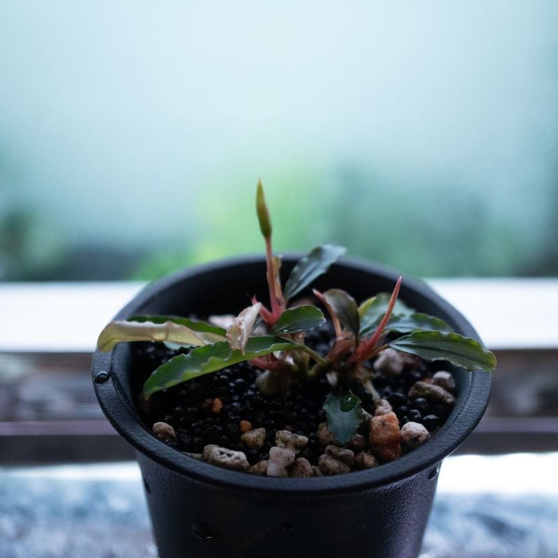 水草 | Aquarium TALLMAN