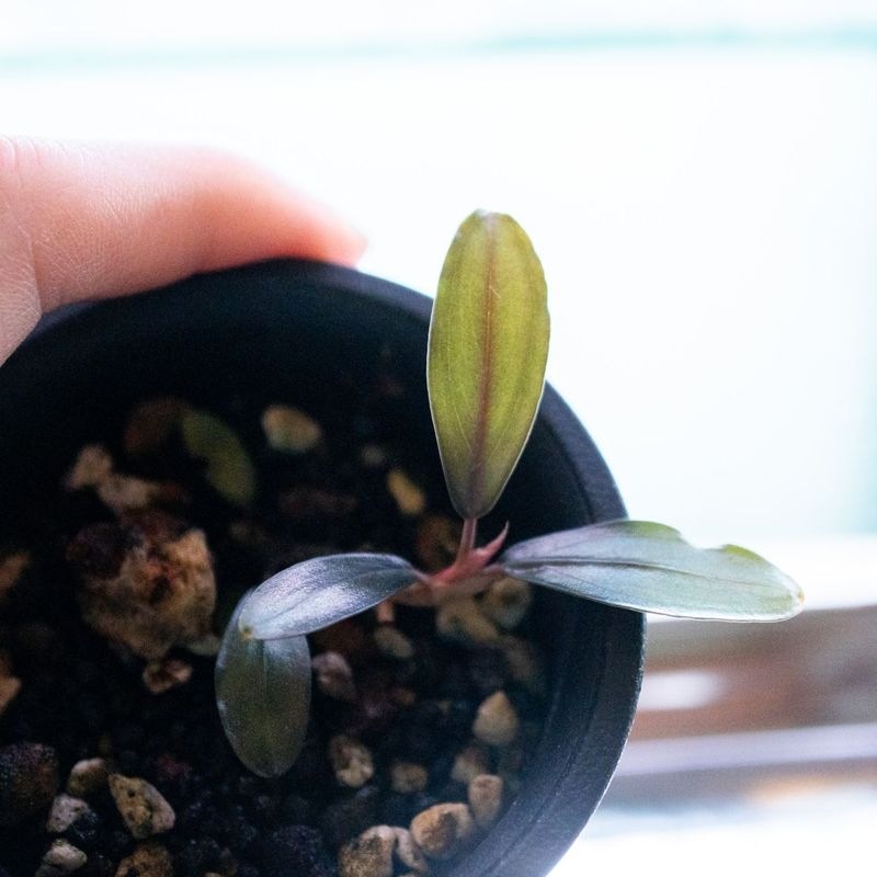 水草,ブセファランドラ | Aquarium TALLMAN