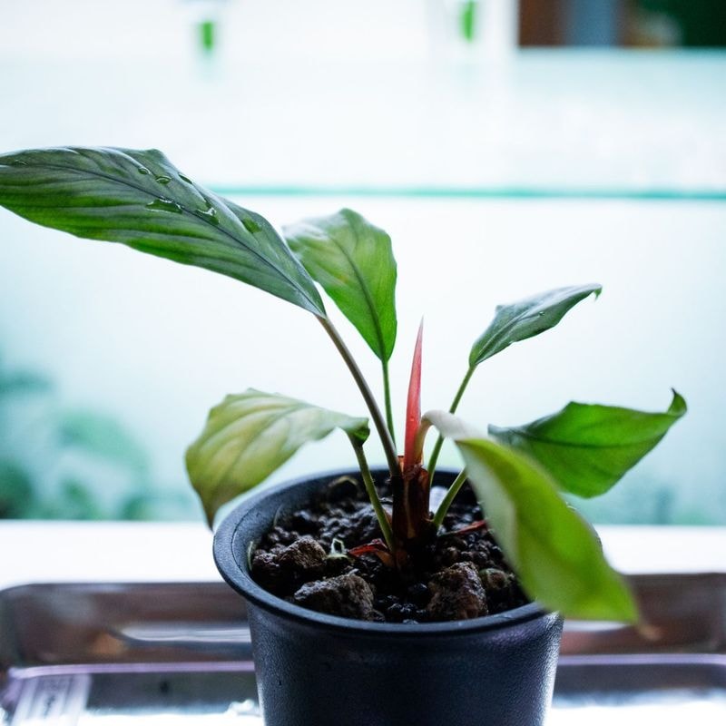 水草 | Aquarium TALLMAN