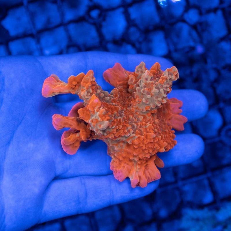 【LS限定特価】S1000ブリード個体　グラフテッドセトーサコモンサンゴ　～超美～