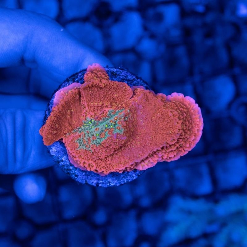 【LS限定特価】Dr.ブリード個体　グラフテッドSun Fire ウスコモンサンゴ