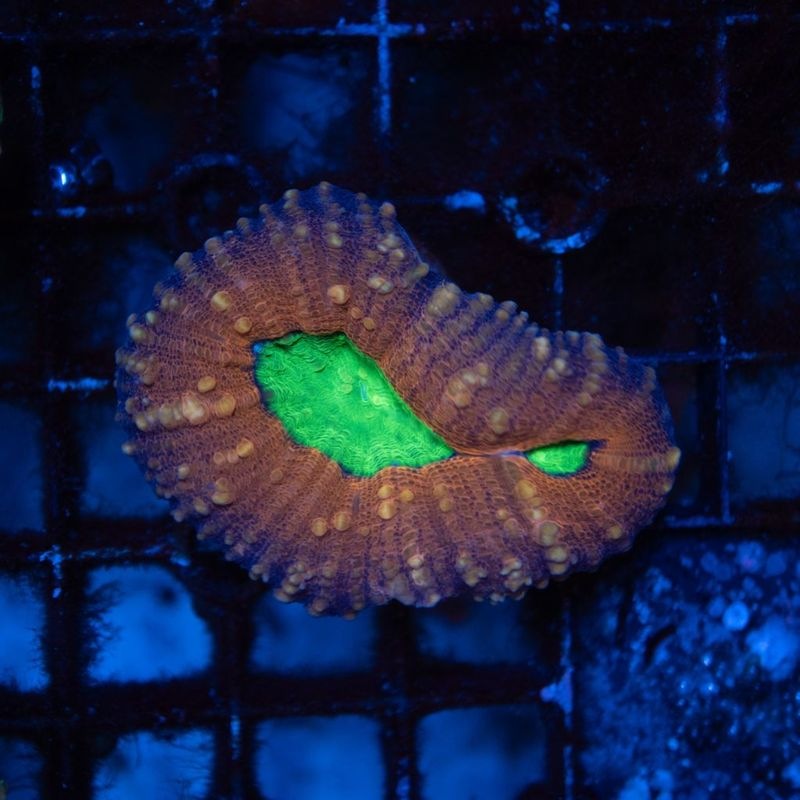 【LS限定特価】【CF(Coral Focus)】ハナガタサンゴ