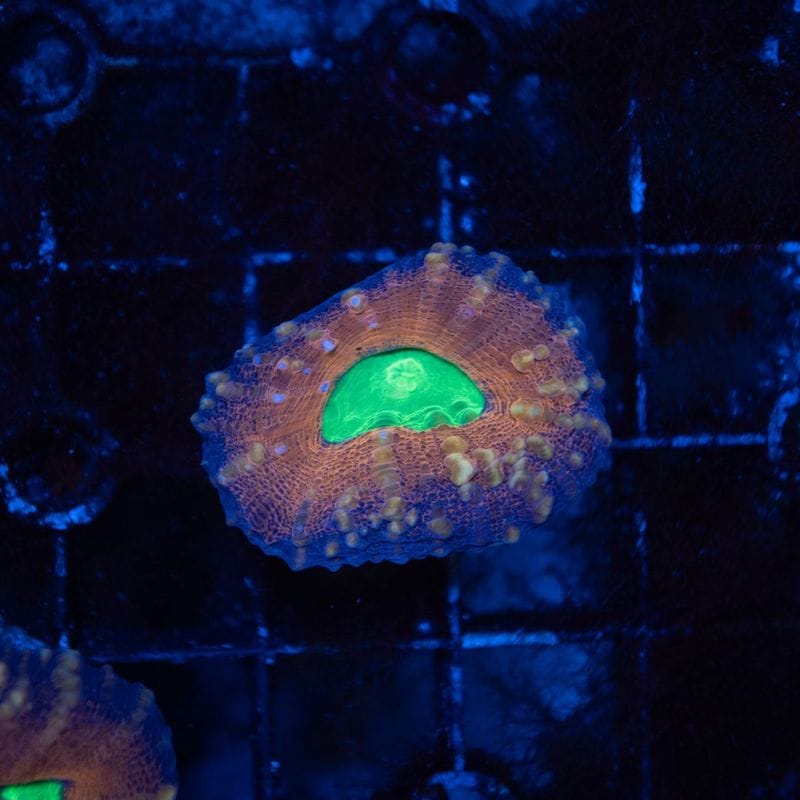 【LS限定特価】【CF(Coral Focus)】ハナガタサンゴ