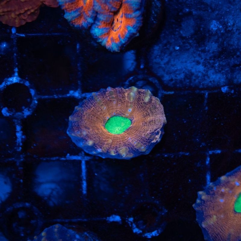 【LS限定特価】【CF(Coral Focus)】ハナガタサンゴ