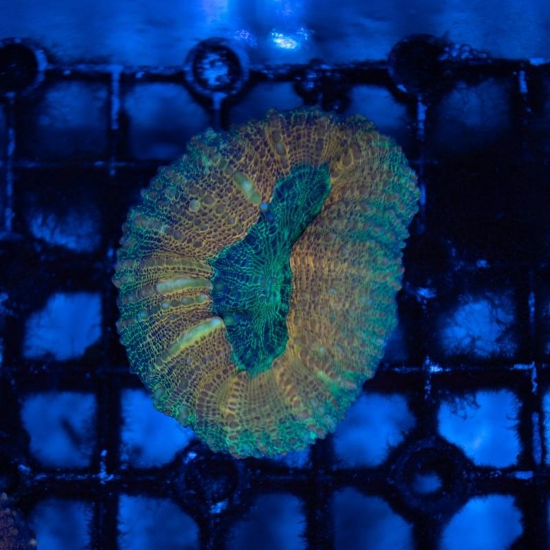 【LS限定特価】【CF(Coral Focus)】ハナガタサンゴ