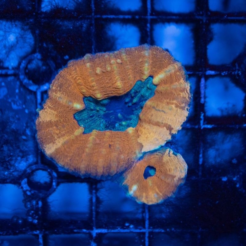 【LS限定特価】【CF(Coral Focus)】ハナガタサンゴ