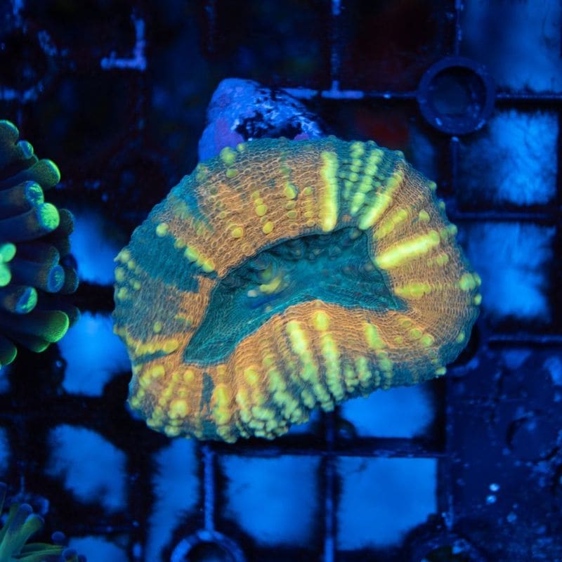 【LS限定特価】【CF(Coral Focus)】ハナガタサンゴ