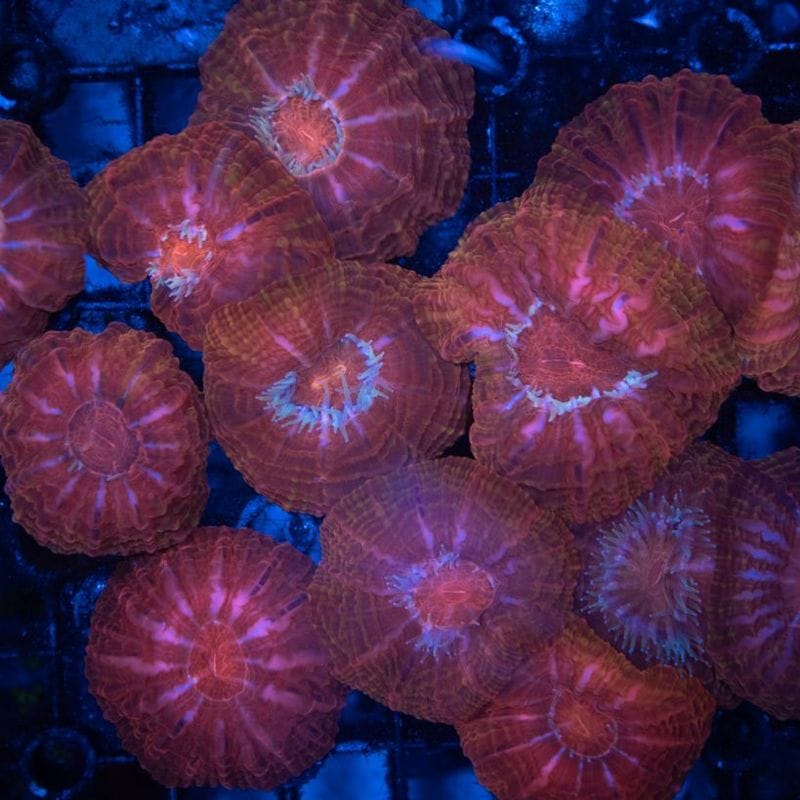 【LS限定特価】コハナガタサンゴ　Red ※個体指定不可