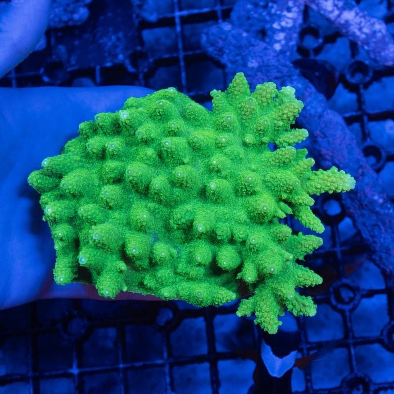 【LS限定特価】S1000ブリード個体　ミドリイシsp.