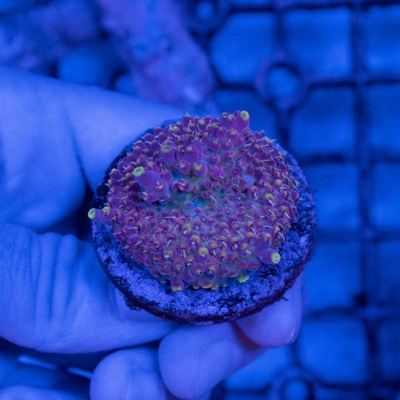 【LS限定特価】S1000ブリード個体　インドネシア　ミドリイシ　ミクラクラドス