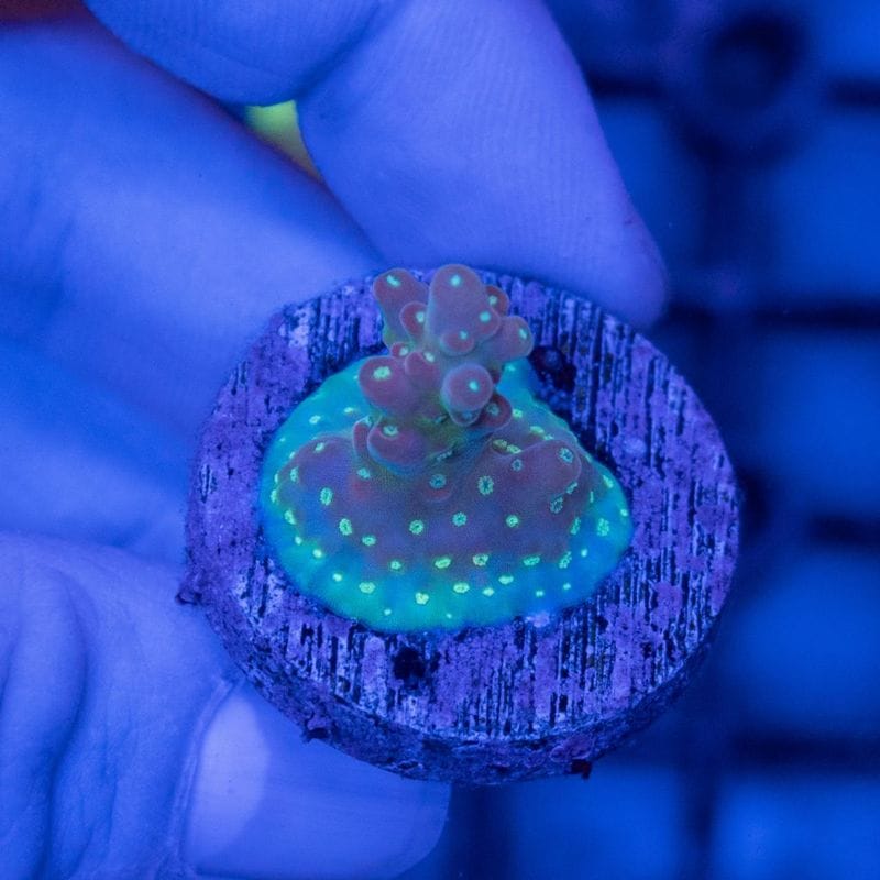 【LS限定特価】【CE(Coral essentials )】Acropora ～Cherry Blossom ～