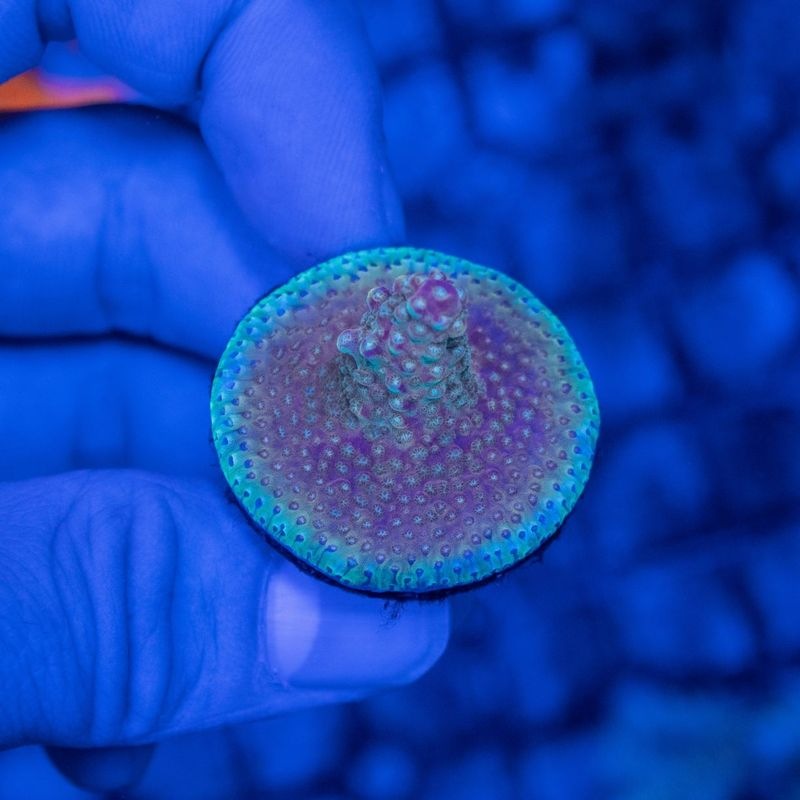 【LS限定特価】S1000ブリード個体　ミドリイシsp.