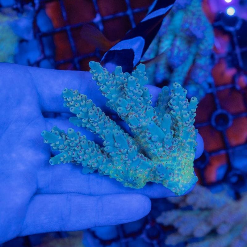 【LS限定特価】【CF(Coral Focus)】Acropora Anthocercis