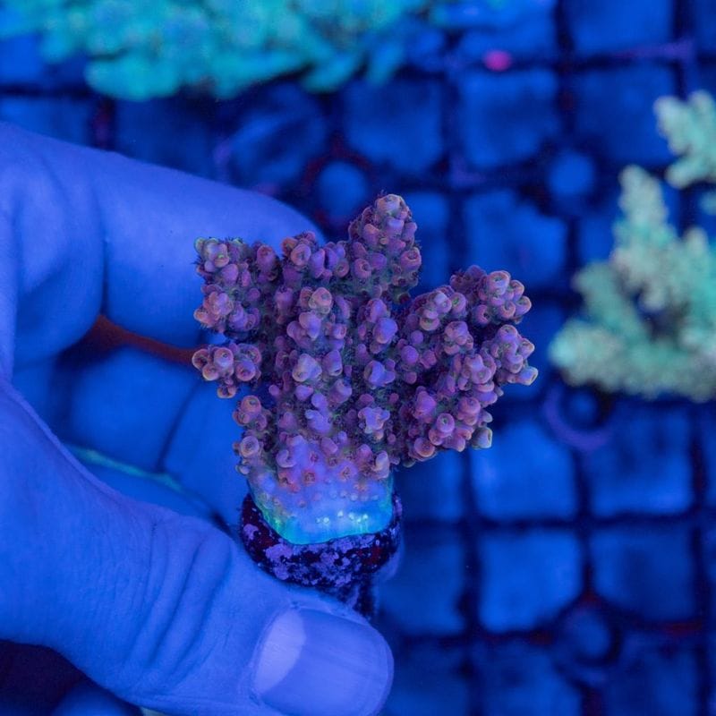 【LS限定特価】Yブリード　Acropora sp.