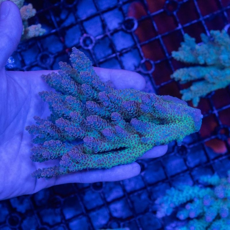 サンゴ,SPS Coral,ミドリイシ | Aquarium TALLMAN