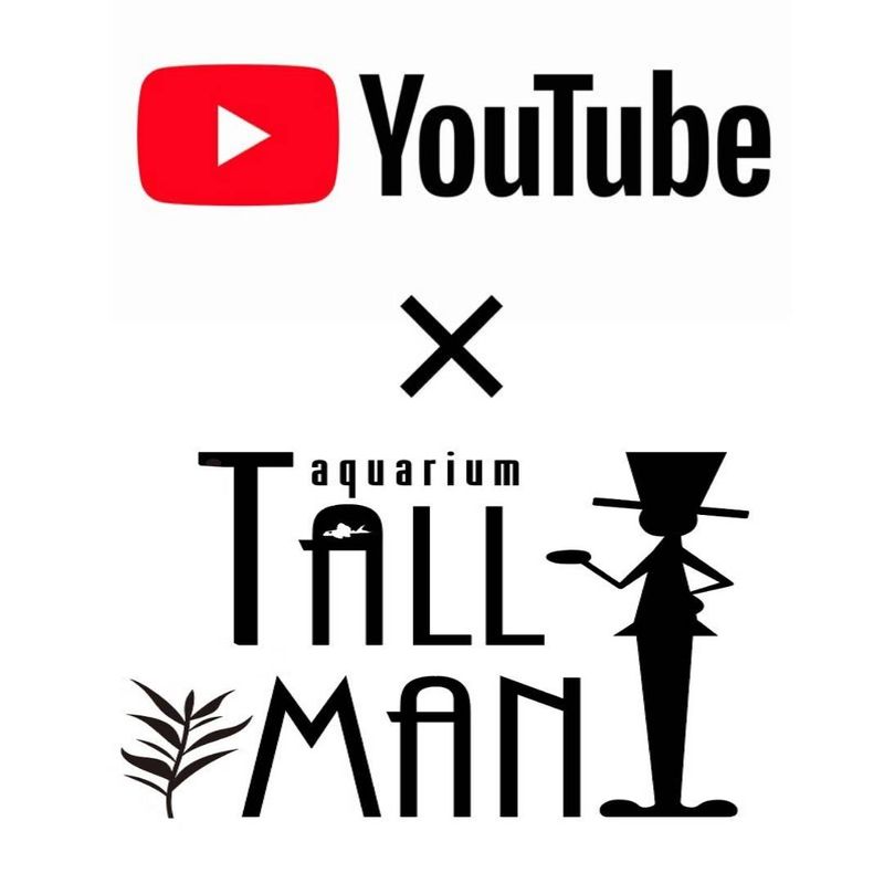 水草,ブセファランドラ | Aquarium TALLMAN