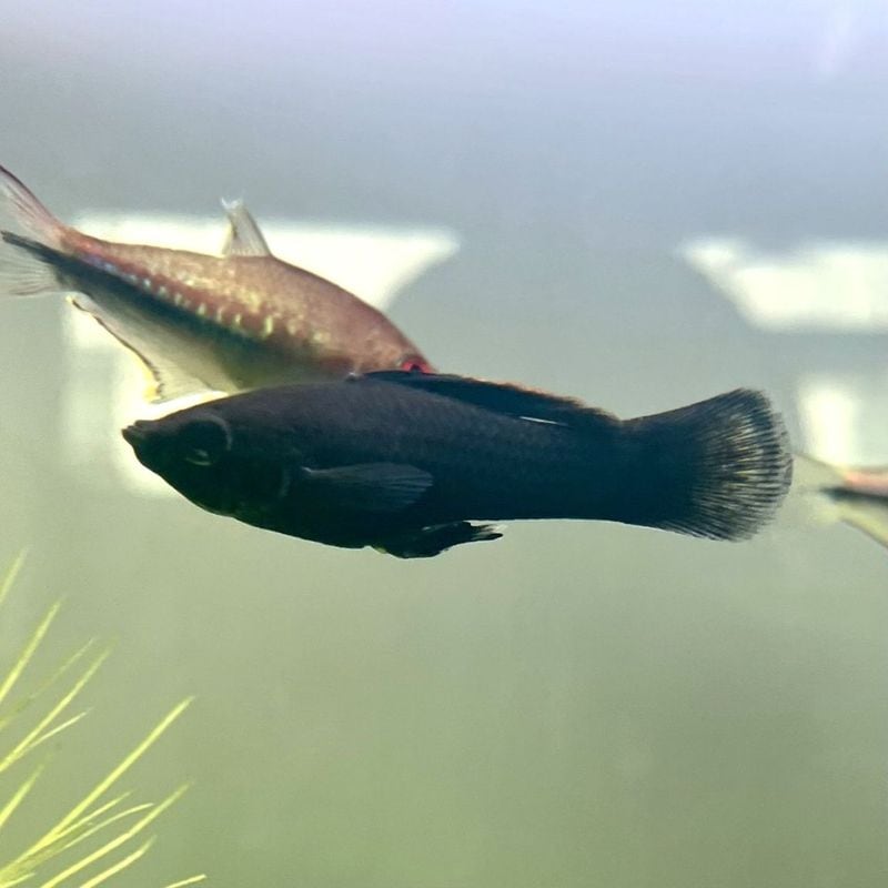 熱帯魚(淡水魚) | Aquarium TALLMAN