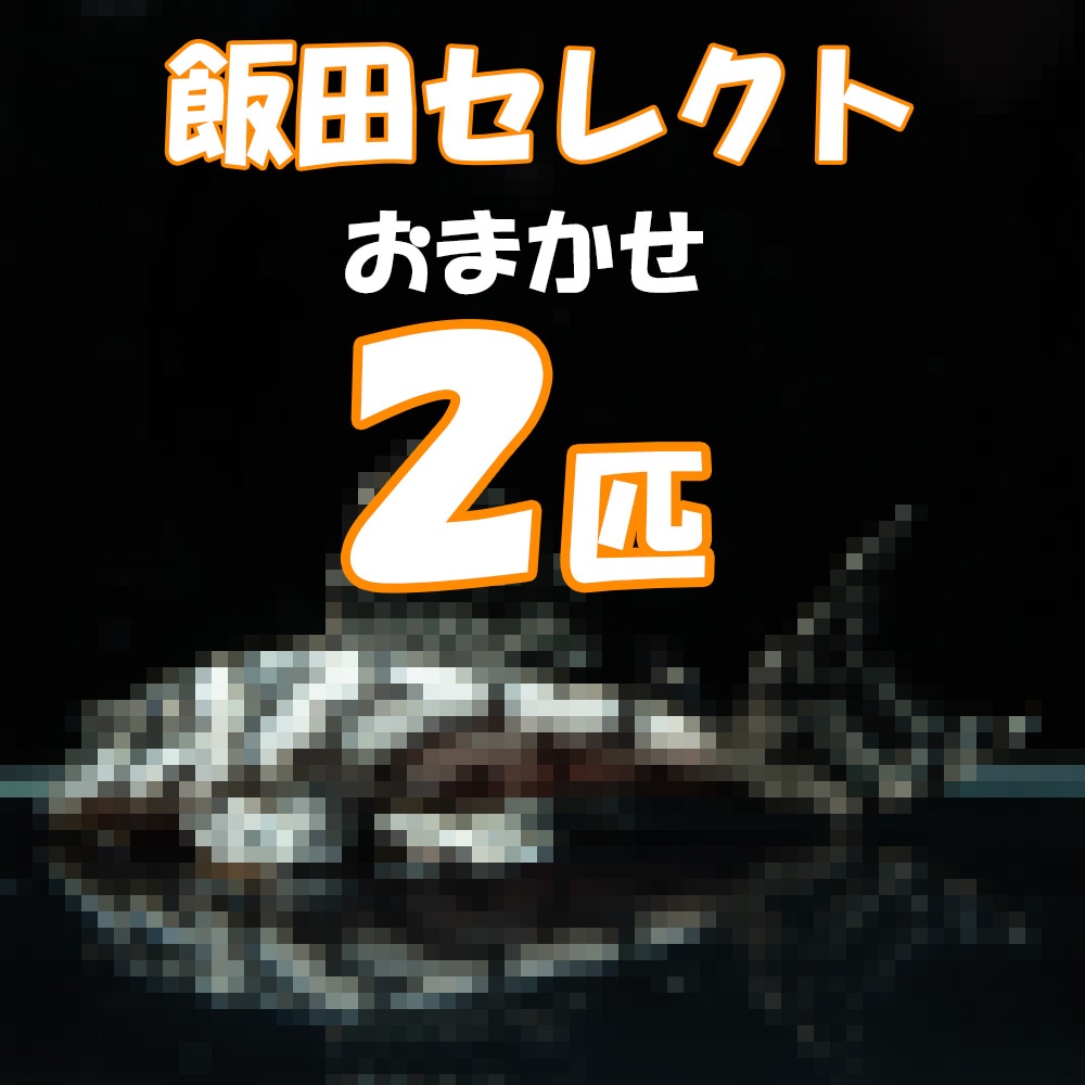 【Grande Man】飯田完全お任せ血統付きプレコ　2匹セット　12,800円