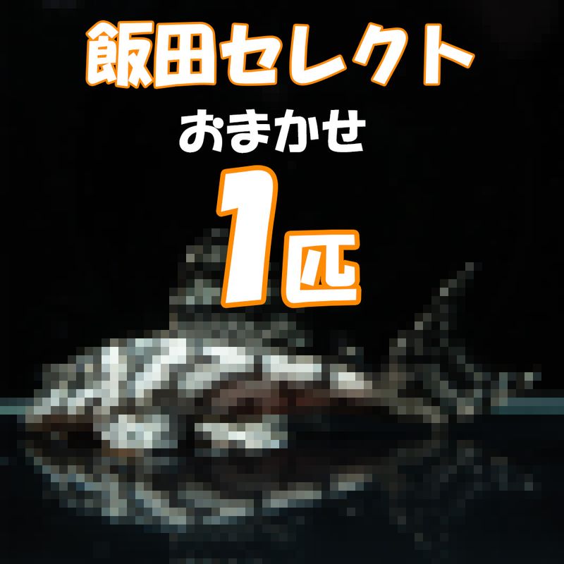 【Grande Man】飯田完全お任せ血統付きプレコ　1匹　3,800円