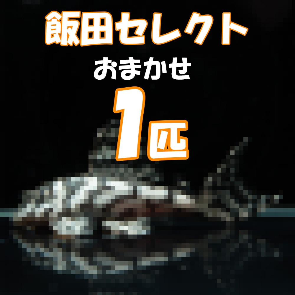 【Grande Man】飯田完全お任せ血統付きプレコ　1匹　12,800円