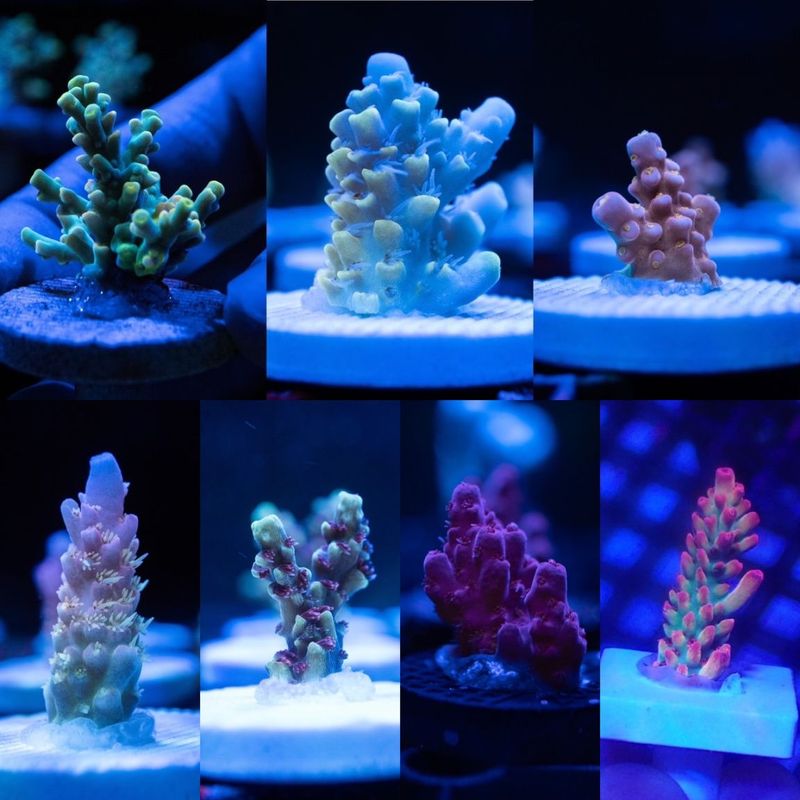 美品ZOOX Reef Nano Mini LEDライト　水槽用ライト 楽天市場】ZOOX 小型水槽用 コンパクトLED リーフナノ ミニ : CEPPO