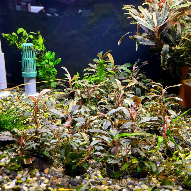水草,ブセファランドラ | Aquarium TALLMAN