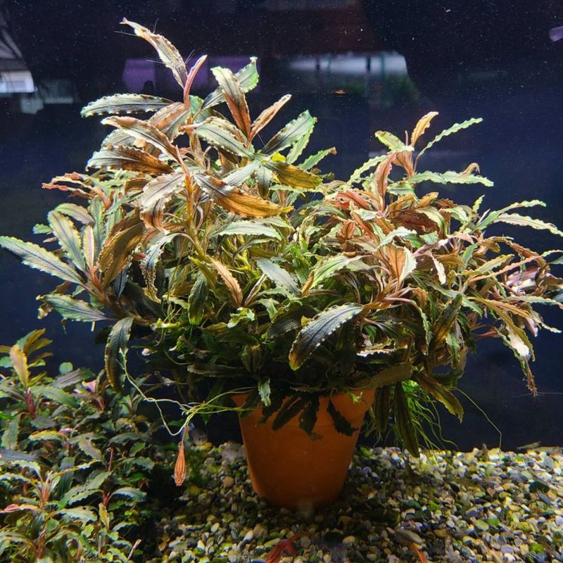 水草,ブセファランドラ | Aquarium TALLMAN
