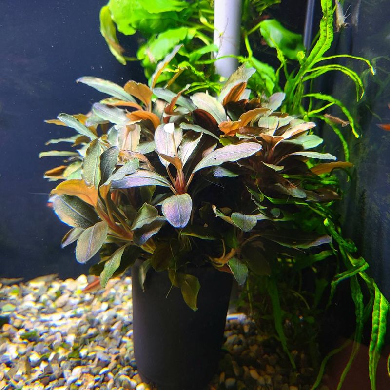 水草,ブセファランドラ | Aquarium TALLMAN