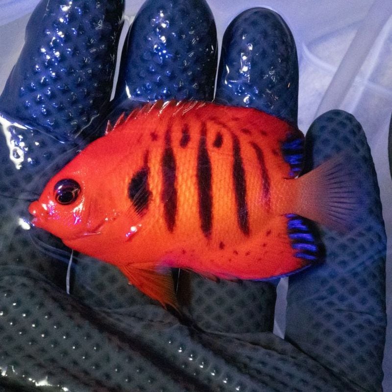 TALLMAN ”Siels COLOR(シエルスカラー)” For W30×H30cm | アクアリウム