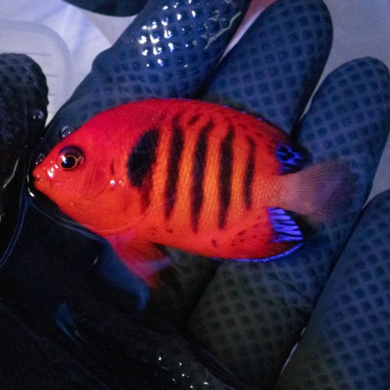 Jebao ウェーブポンプWMP-5 9000 | すべての商品 | Aquarium TALLMAN