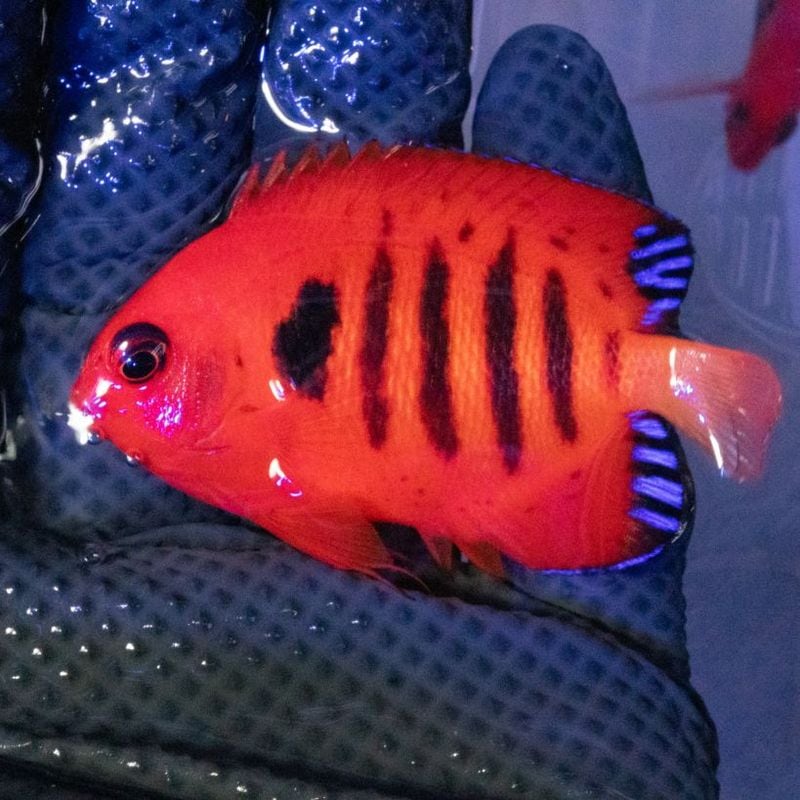 Chihiros LED VIVID2 | アクアリウム用品,照明 | Aquarium TALLMAN