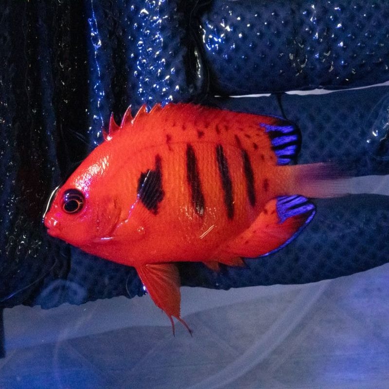 Jebao ウェーブポンプWMP-5 9000 | すべての商品 | Aquarium TALLMAN