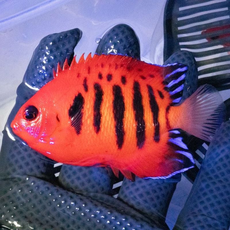 RedSea ReefLED 160S専用ユニバーサルマウンティングアーム | 海水用品