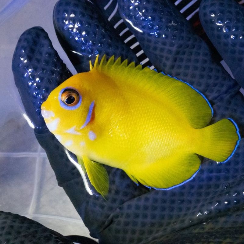 Jebao ウェーブポンプWMP-5 9000 | すべての商品 | Aquarium TALLMAN
