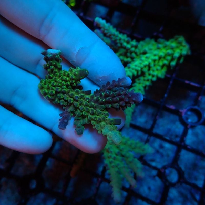 【LS：持ち込み企画！】（No.14）Acropora sp.