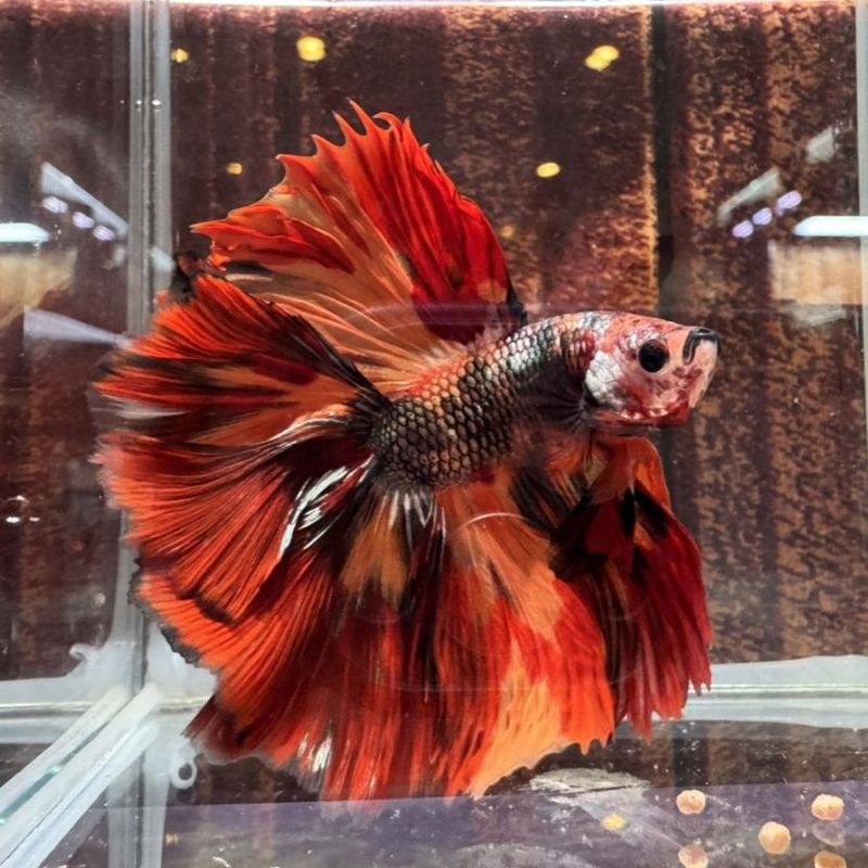 熱帯魚(淡水魚),ベタ | Aquarium TALLMAN