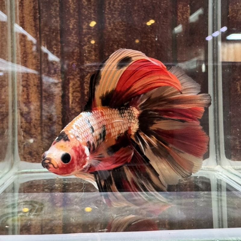 熱帯魚(淡水魚),ベタ | Aquarium TALLMAN