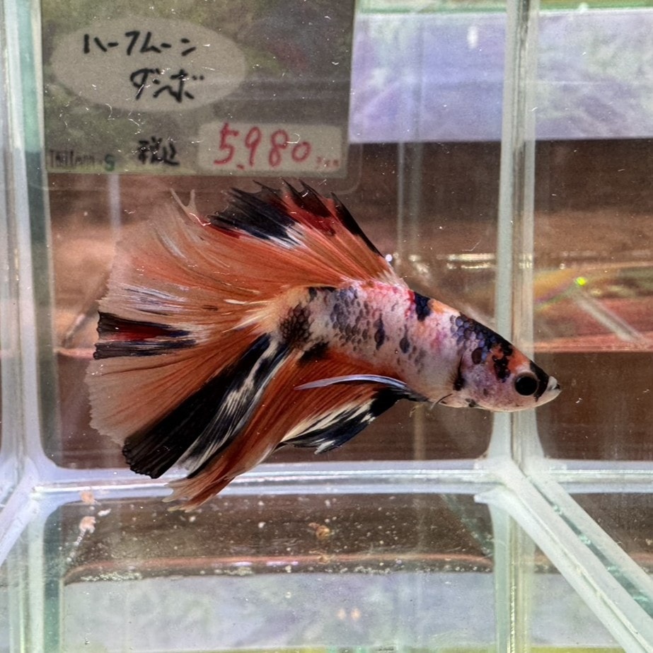 ショーベタ　No.41　ハーフムーン　ハイグレード