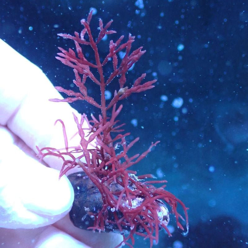 Chihiros LED VIVID2 | アクアリウム用品,照明 | Aquarium TALLMAN