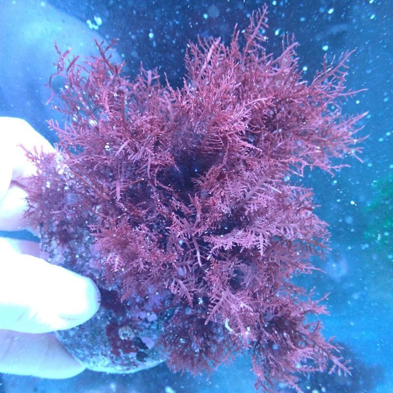 Chihiros LED VIVID2 | アクアリウム用品,照明 | Aquarium TALLMAN