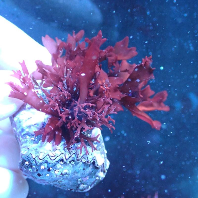 Chihiros LED VIVID2 | アクアリウム用品,照明 | Aquarium TALLMAN