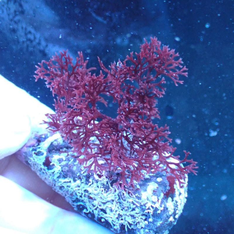 TALLMAN ”Siels(シエルス)” For W90×H45cm | アクアリウム用品,照明