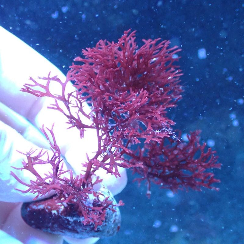 アクアリウム　500×295 珊瑚　巻貝　海藻　流木　枝珊瑚 サンゴ,海藻 | Aquarium TALLMAN