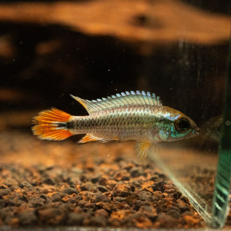 熱帯魚(淡水魚),アピストグラマ | Aquarium TALLMAN