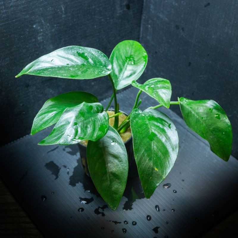 TALLMAN ”Siels(シエルス)” For W90×H45cm | アクアリウム用品,照明