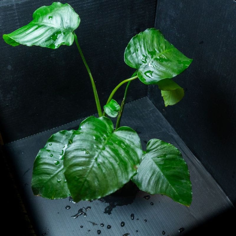 TALLMAN ”Siels(シエルス)” For W90×H45cm | アクアリウム用品,照明