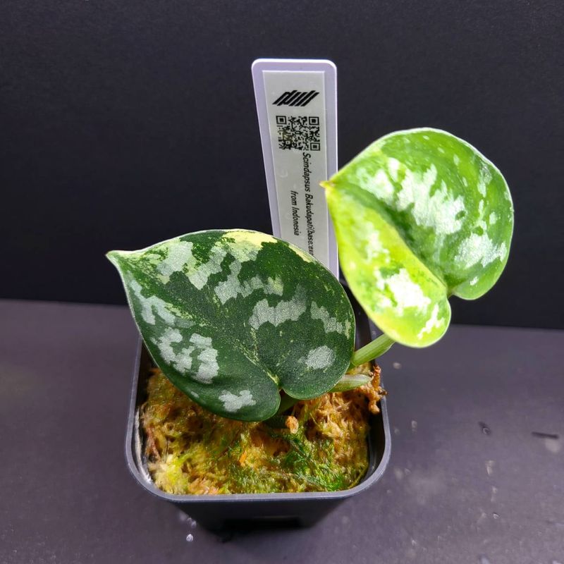Scindapsus Bakudapati (base:exotica) from Indonesia